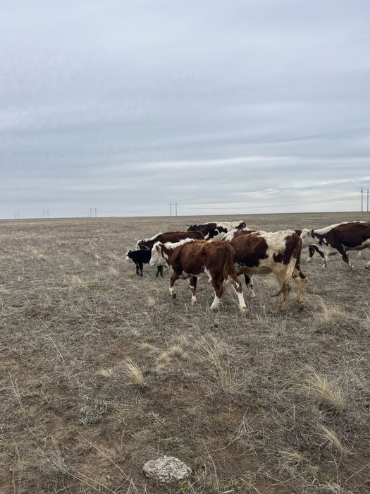 Ақбас ұрғашы тайшалар