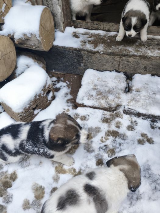 Отдам бесплатно в добрые руки щенят