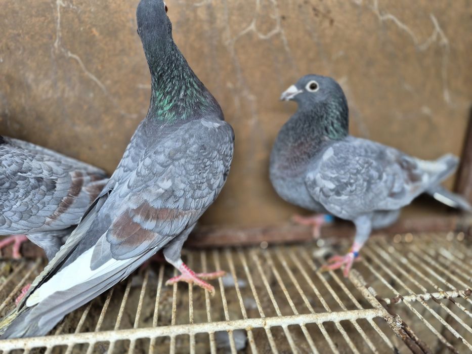 Vând porumbei voiajor culori