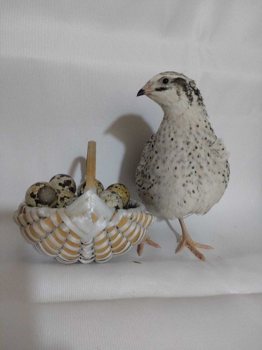 Vând pui de prepeliță – 4 săptămâni