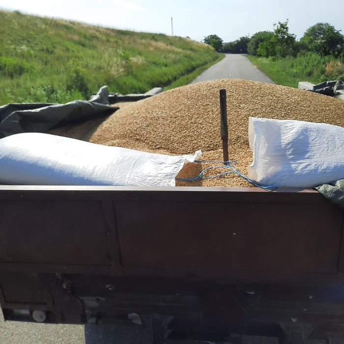 grâu, orzoaica de toamna triticale