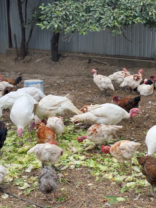 Продам индюки широкогрудные