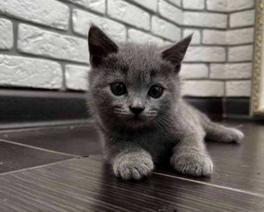 Котята мальчики и девочки, 1.5 мес