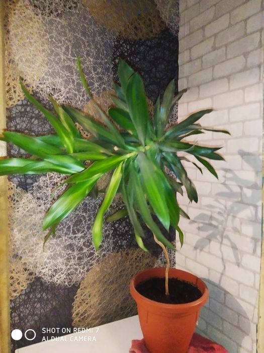 Цветы для дома и офиса.