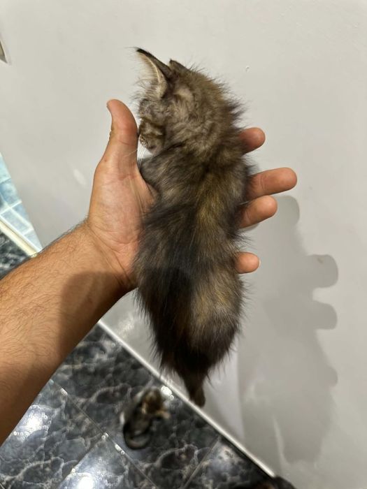 Подарявам котенце