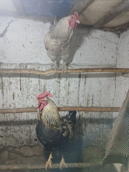 Продам петухов 4шт