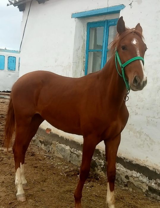 Продам чистокровных американских скаковых лошадей