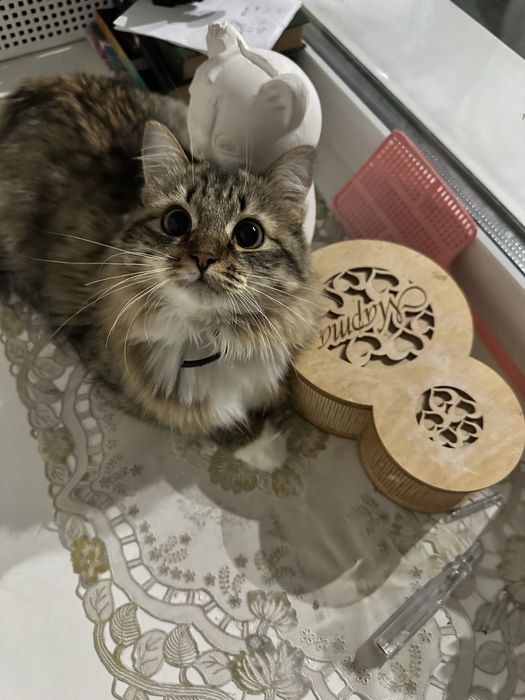 Отдам кошечку в хорошие руки