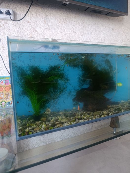 Продам аквариум с рыбками