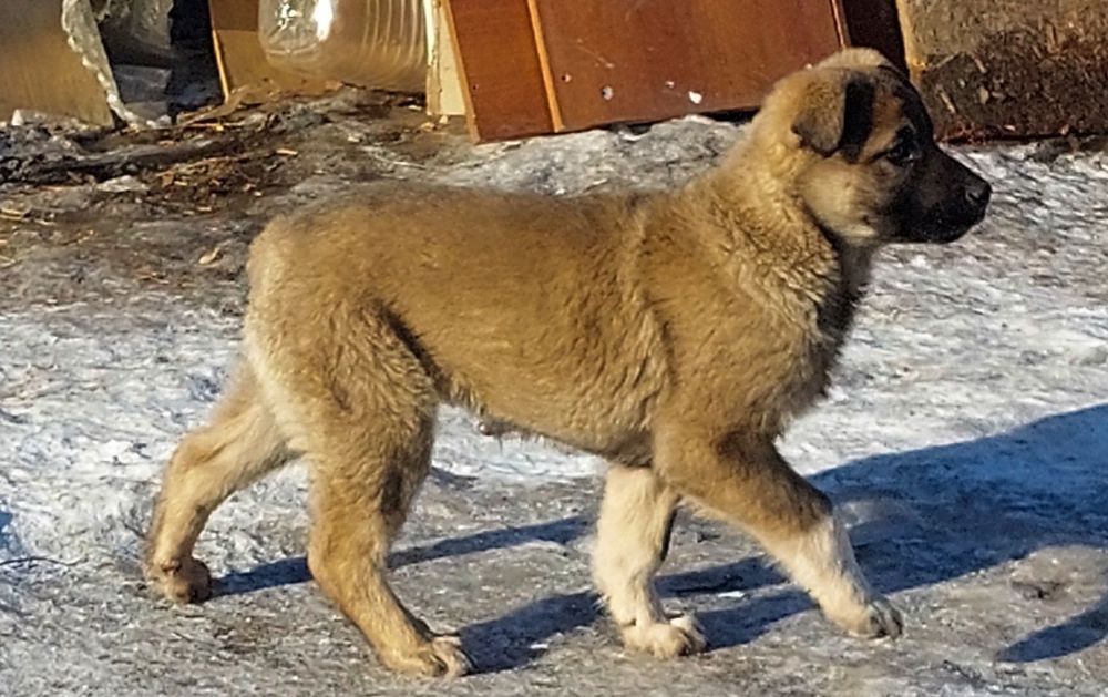 Отдам щенка, девочку.