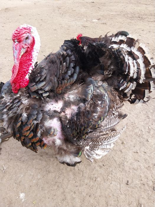 Vand un curcan crescut în gospodarie cu furaje  sanatoase.Este o pasar