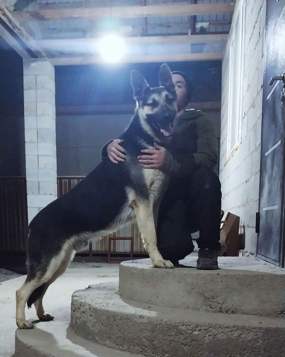 Восточно - европейские овчарки