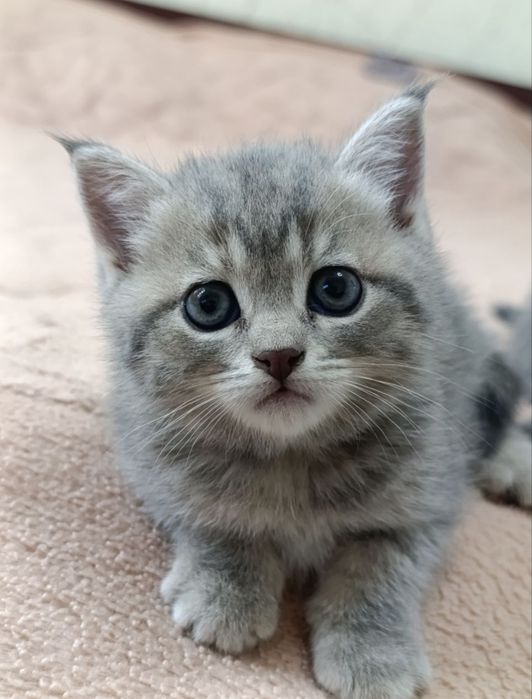 Продаются котята скоттиш фолд