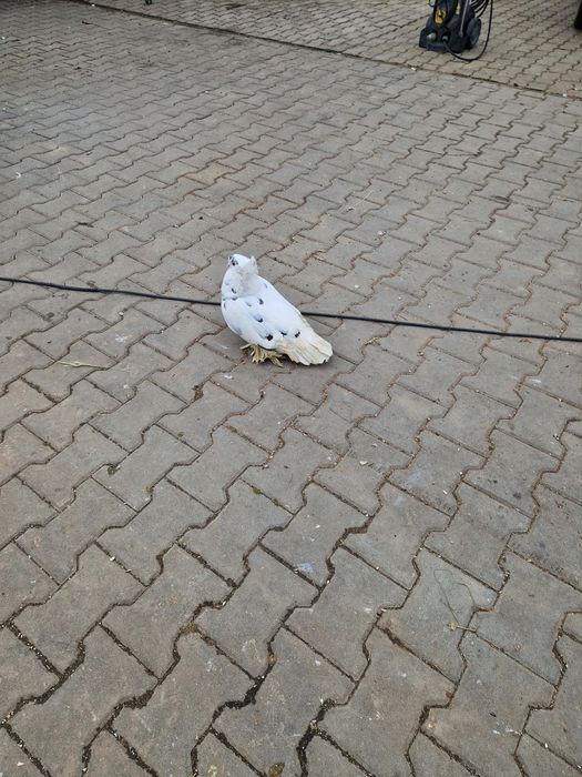 Porumbei urias maghiari voiajori stil vechi ,indian