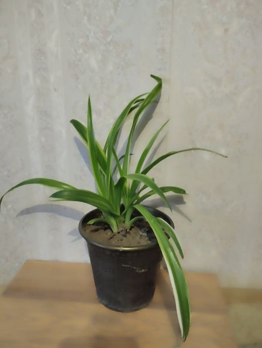 Хлорофитум полосатый .