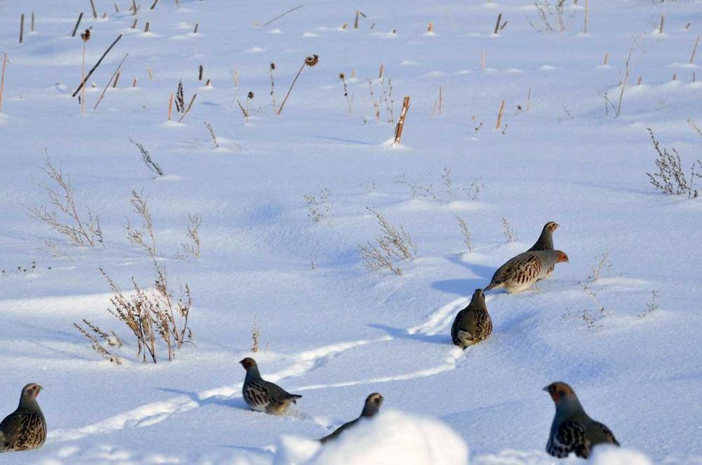 фазаны кеклик утки кабаны все с охоты дикое