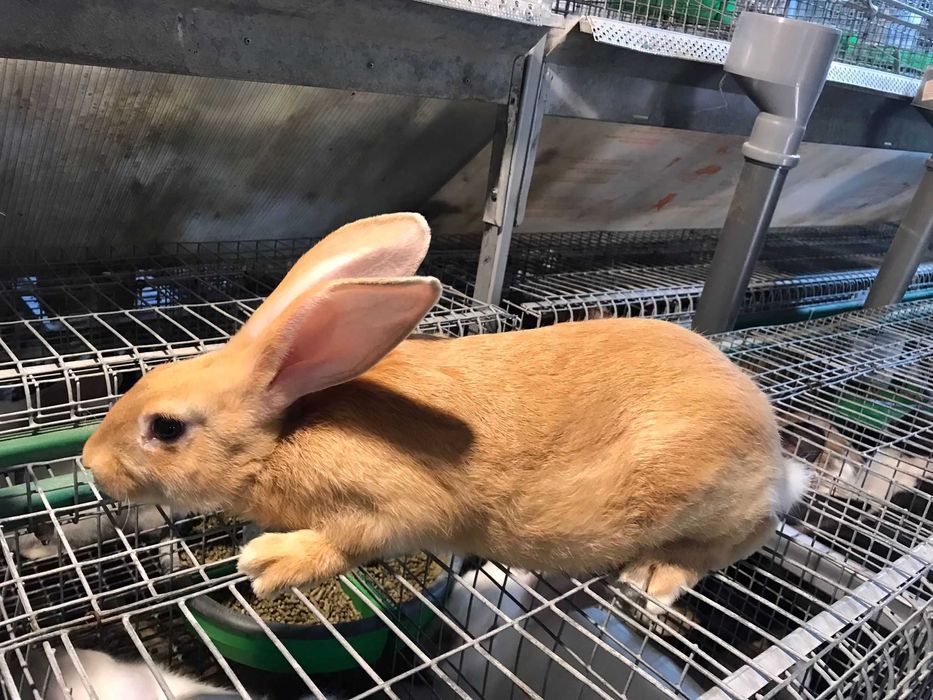 Iepuri Hycole Francez