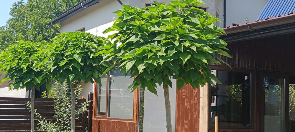 Catalpa globulara nana