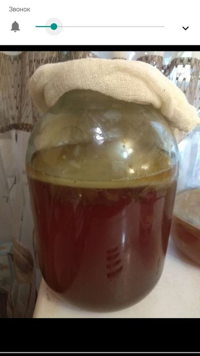 Продам гриб чайный