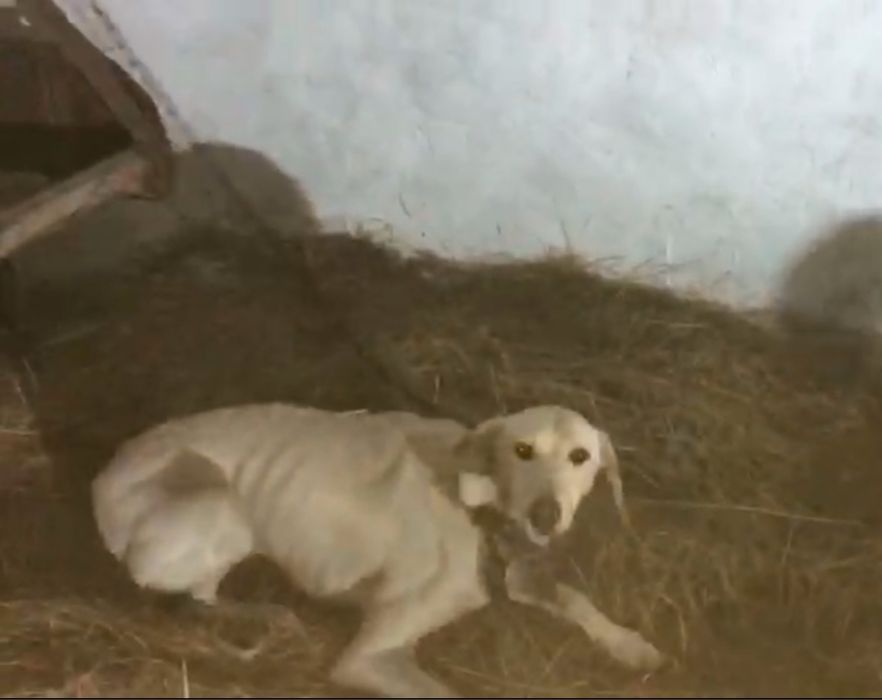 Жарғақ тазы сатылады!