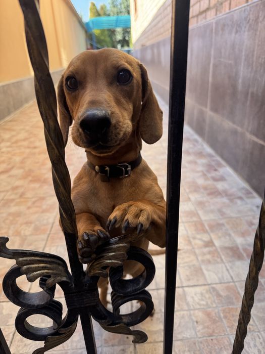 Такса ищет подругу. Вязка