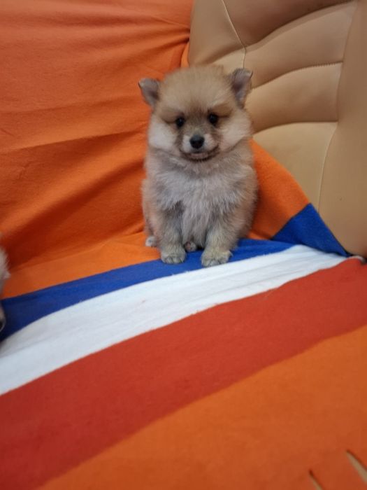 Померан померанчета Гр. София