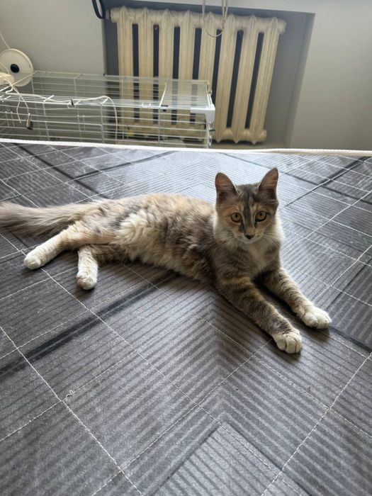 Кошечка бесплатно