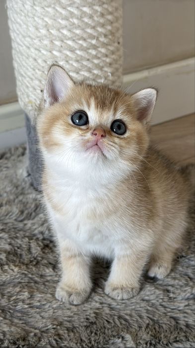 Британские  котятки!