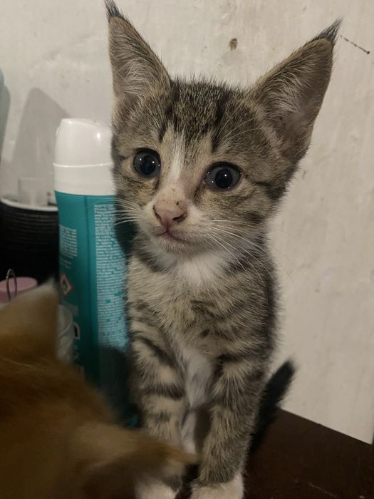 Котетя 2штук 2 месячные