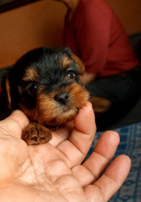 Yorkshire Terrier mascul