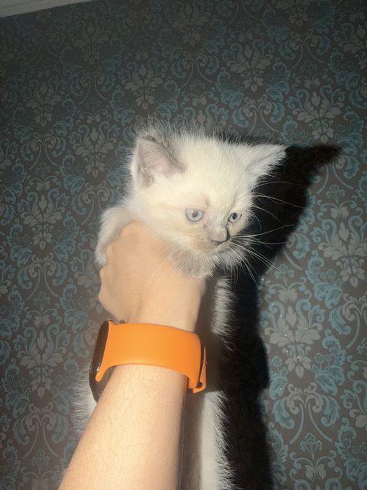 Продается сиамско вислаухий котенки