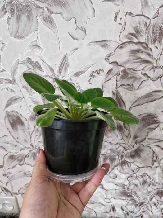 Продам цветы домашние.