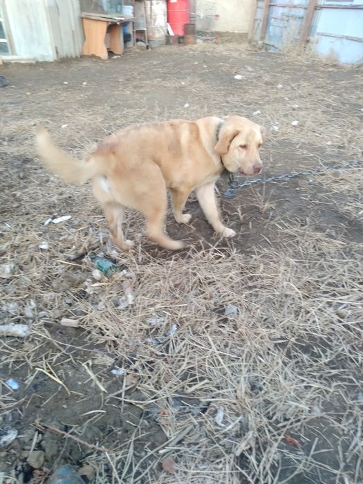 Лабрадор 7 айлық