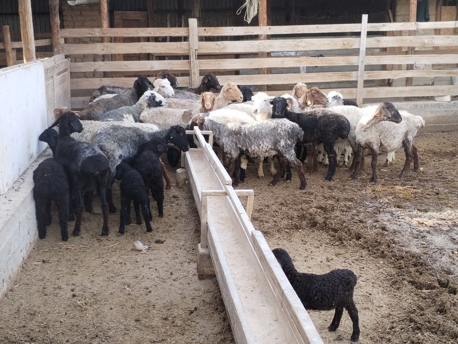 Козылы койлар сатылады