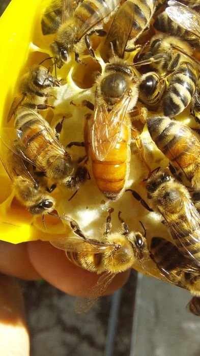 Roi de albine buckfast sau carpatina