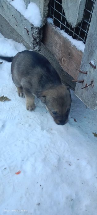 Щенки обычная дворняшка