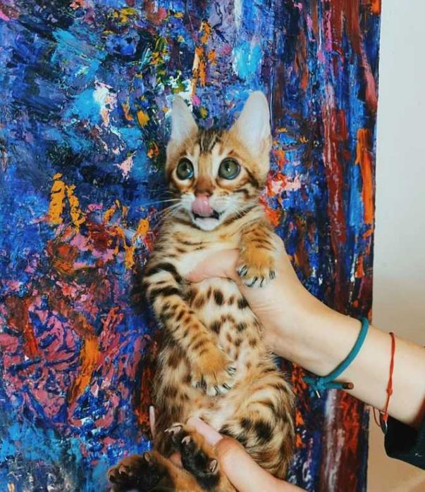 Бенгальские чудо котятки