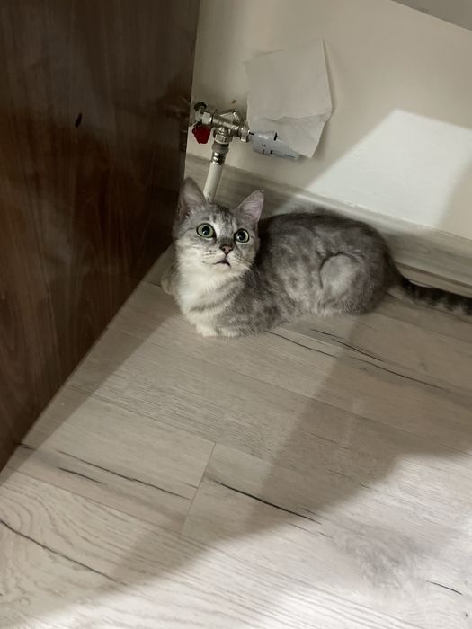 Отдам кошечку в добрые руки