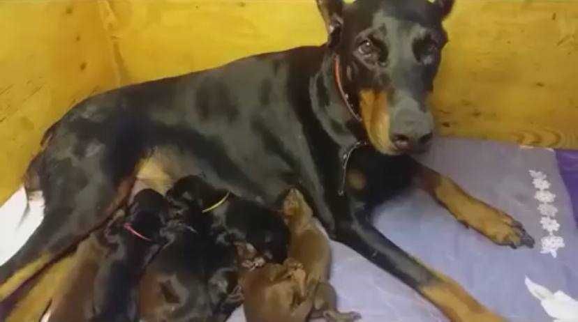 щенки доберман малыши