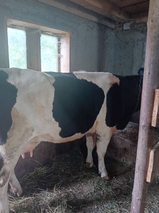 junca la a doua fatare , cuminte si buna de lapte , mai multe daca sunati la telefon(nu prea ma uit la mesaje€