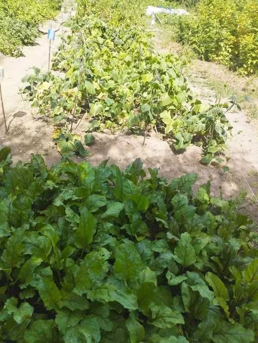 Дом 4 комнаты, 15 соток