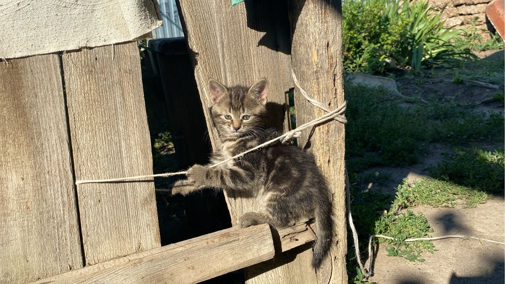 Продам шотландских котят