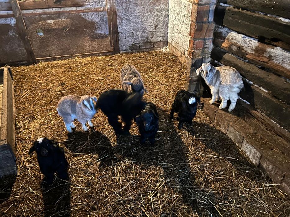 Продам коз и козлят