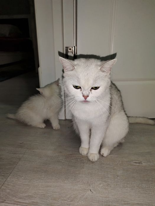 Британские шиншиллы