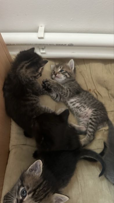 Котята бесплатно