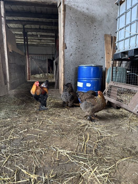 Gaini brahma potarnichiu