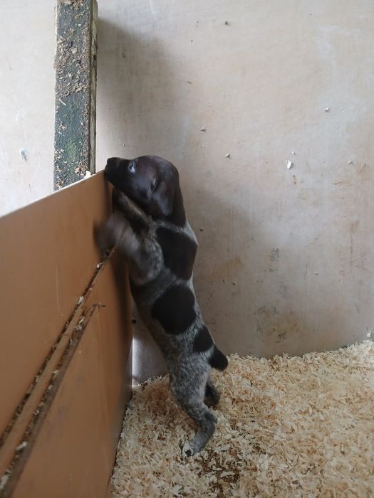 Продавам малки курцхари