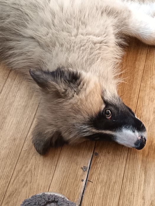 Отдам в добрые руки