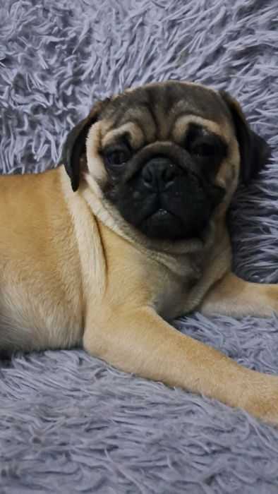 Продаю клубного щенка мопсика мальчик