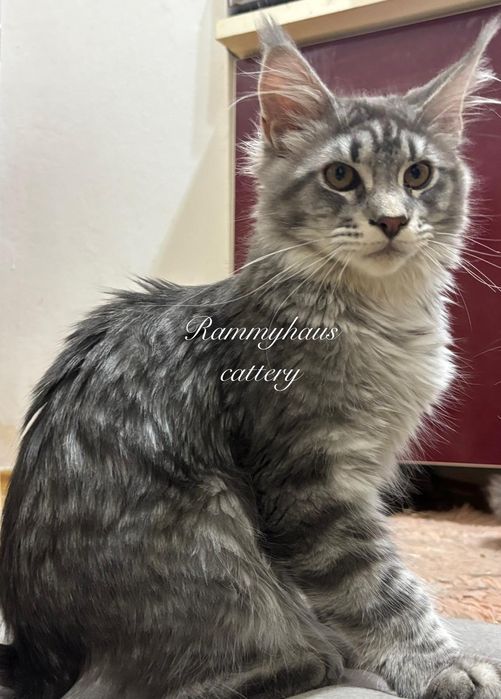 Felisa autorizata WCF, vinde pisoi cu pedigree, rasa Maine coon